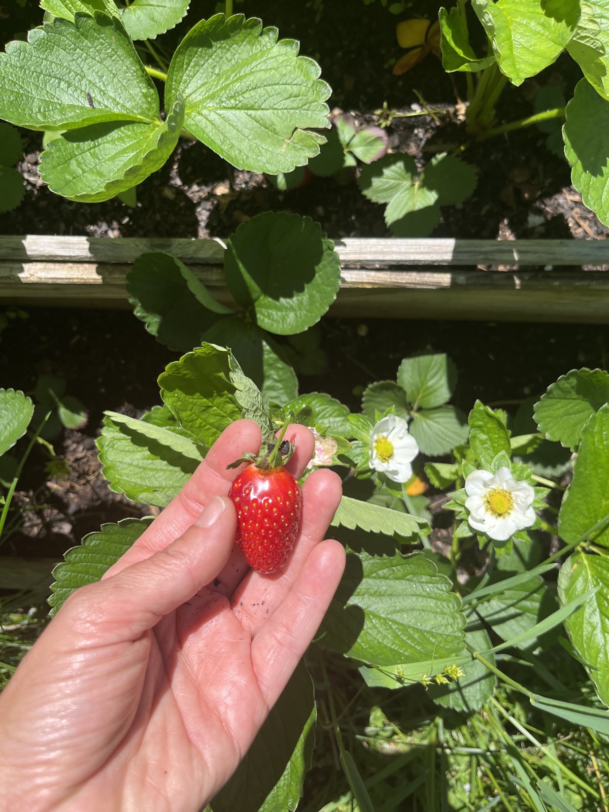 primeras fresas