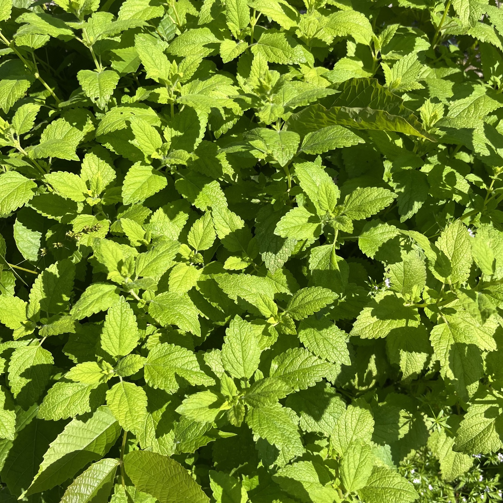 melissa officinalis