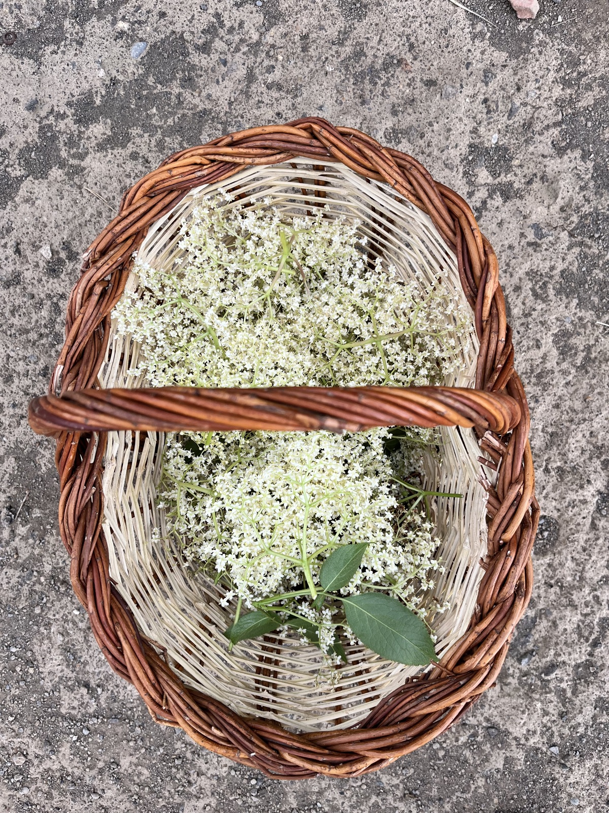 flores de saúco